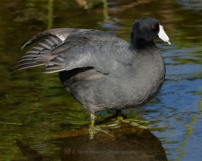 AMERICAN COOT