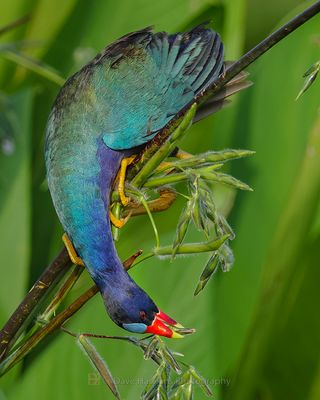 PURPLE GALLINULE