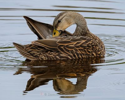 MOTTLED DUCK ♀