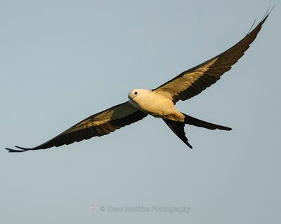 SWALLOW-TAILED KITE