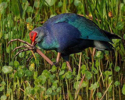 GRAY-HEADED SWAMPHEN