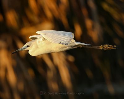 LITTLE BLUE HERON (Juvenile)