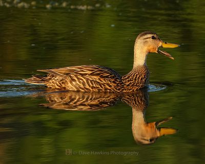 MOTTLED DUCK ♀