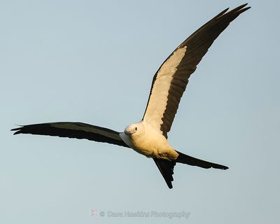 SWALLOW-TAILED KITE