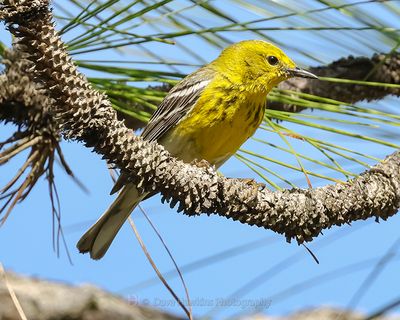 PINE WARBLER