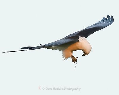 SWALLOW-TAILED KITE