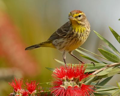 PALM WARBLER