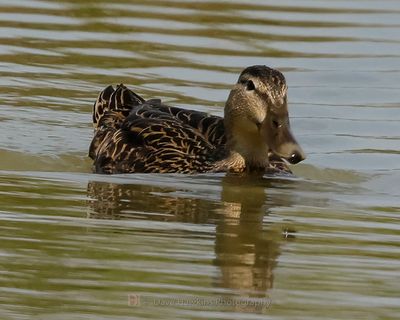 MOTTLED DUCK ♂