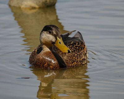 MOTTLED DUCK ♀