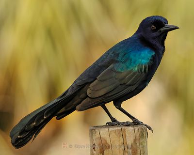 BOAT-TAILED GRACKLE