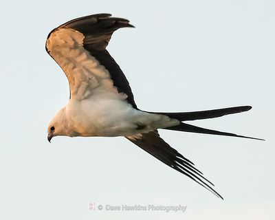 SWALLOW-TAILED KITE