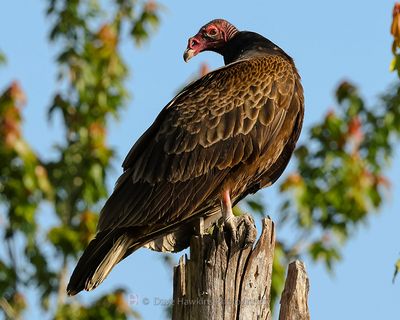 TURKEY VULTURE