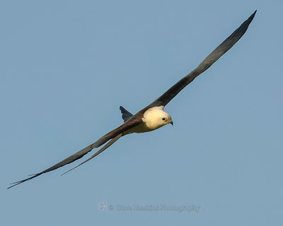 SWALLOW-TAILED KITE