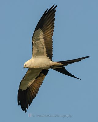 SWALLOW-TAILED KITE