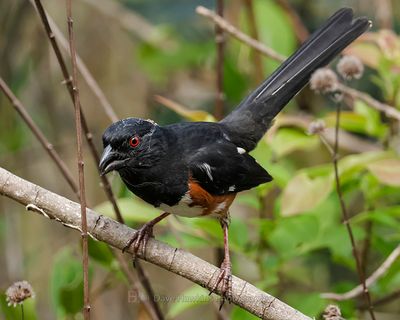 EASTERN TOWHEE