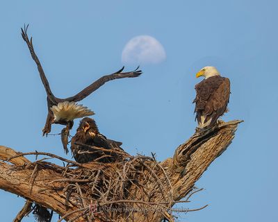 BALD EAGLE