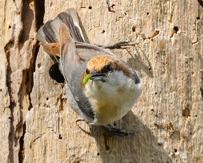 BROWN-HEADED NUTHATCH