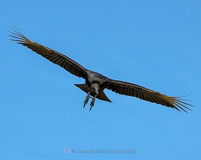BLACK VULTURE