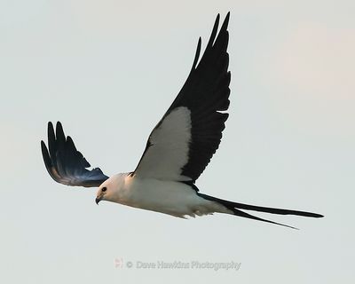 SWALLOW-TAILED KITE