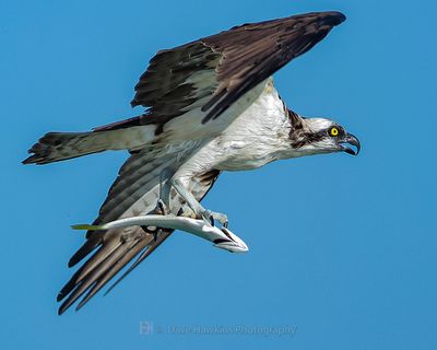 OSPREY