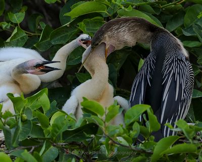 ANHINGA Feeding time