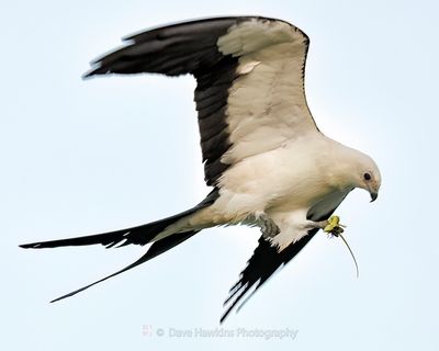 SWALLOW-TAILED KITE with Anole