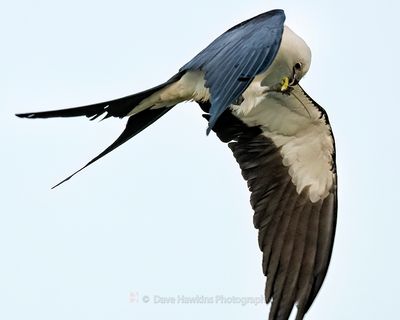 SWALLOW-TAILED KITE with Anole