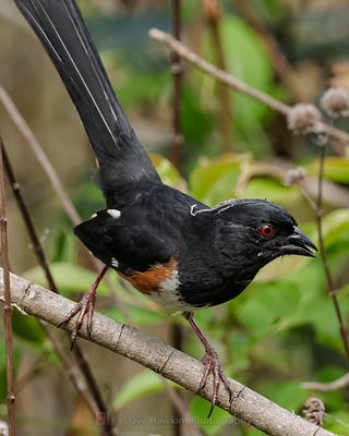 EASTERN TOWHEE