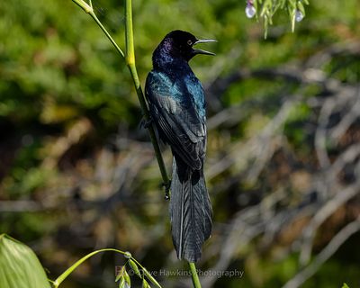BOAT-TAILED GRACKLE