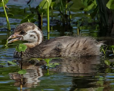 PIED-BILLED GREBE (Juvenile)