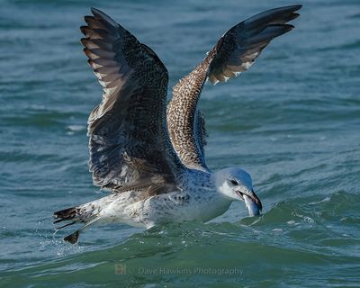 HERRING GULL