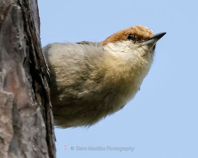 BROWN-HEADED NUTHATCH