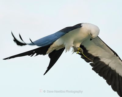 SWALLOW-TAILED KITE with Anole