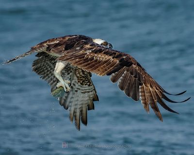 OSPREY