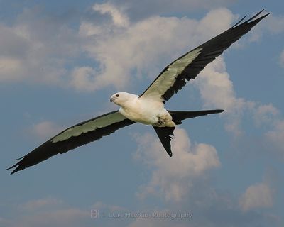 SWALLOW-TAILED KITE