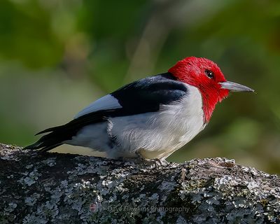 RED-HEADED WOODPECKER