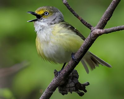 WHITE-EYED VIREO