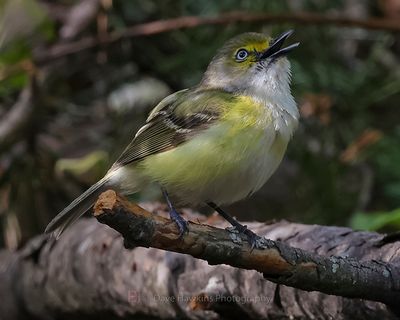 WHITE-EYED VIREO