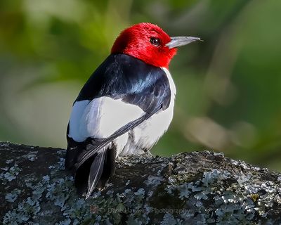 RED-HEADED WOODPECKER