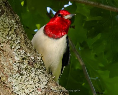 RED-HEADED WOODPECKER