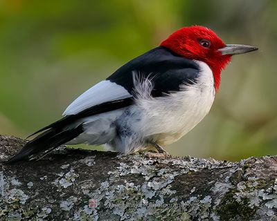 RED-HEADED WOODPECKER