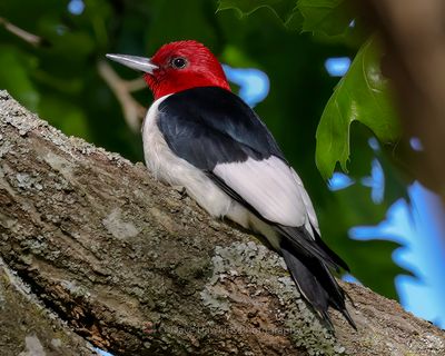 RED-HEADED WOODPECKER