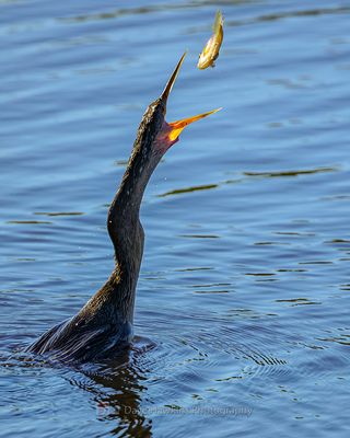 ANHINGA