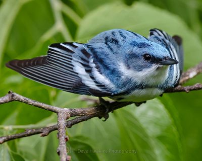 CERULEAN WARBLER