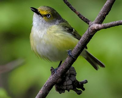 WHITE-EYED VIREO