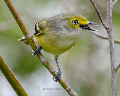 WHITE-EYED VIREO