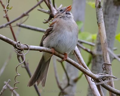 FIELD SPARROW