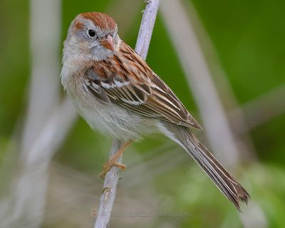 FIELD SPARROW
