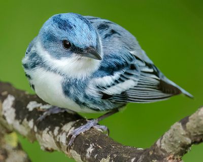 CERULEAN WARBLER