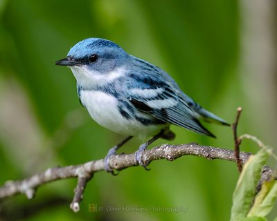 CERULEAN WARBLER